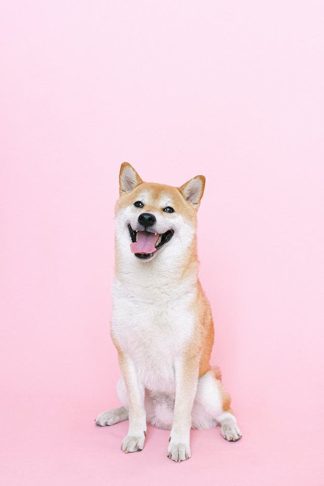 Photo by Anna Shvets: https://www.pexels.com/photo/portrait-of-shiba-inu-dog-4587979/