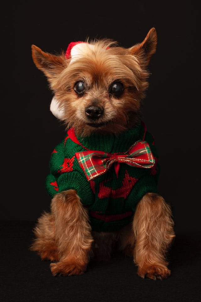 Photo by Ricardo Pérez-Saravia: https://www.pexels.com/photo/a-hairy-dog-wearing-christmas-costume-and-hat-9649642/